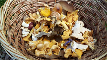 Basket of foraged fungi
