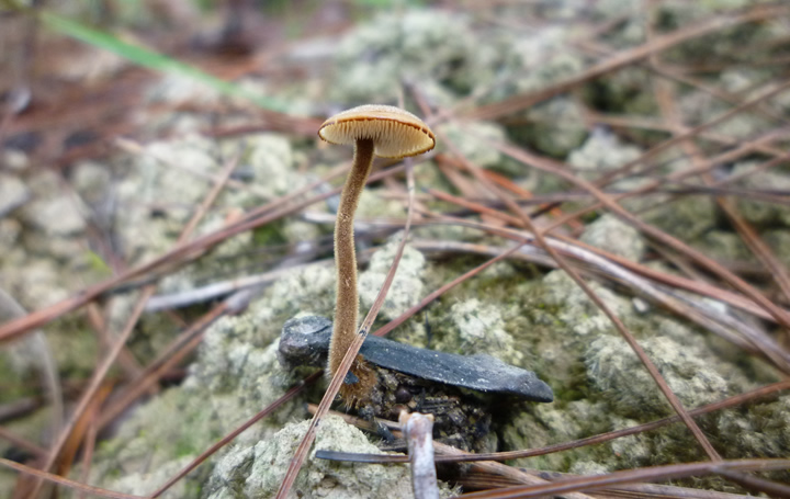 Earpick Fungus, Auriscalpium vulgare