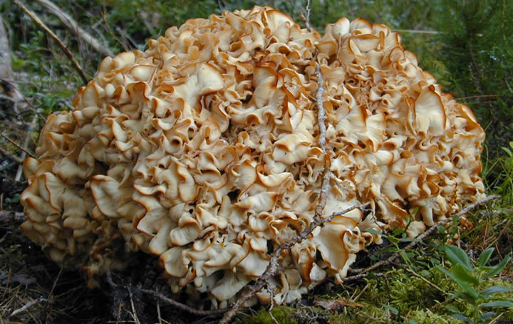 Cauliflower fungus, Sparassis crispa